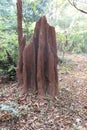 Side view of 5 foot anthill in the forest