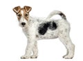 Side view of a Fox terrier dog, standing, isolated Royalty Free Stock Photo