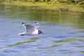 Side view of a Franklin\'s gull or Leucophaeus pipixcan, a small gull flying on a lake Royalty Free Stock Photo