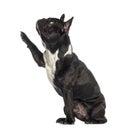 Side view of a French Bulldog pawing up