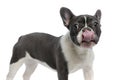 French bulldog touching his nose with tongue Royalty Free Stock Photo