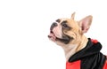 Side view of  French Bulldog wearing a cute and funny Ladybug costume isolated Royalty Free Stock Photo