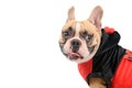 Side view of  French Bulldog wearing a cute and funny Ladybug costume Royalty Free Stock Photo