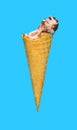 fresh chocolate flavor ice cream cone with a bite on a blue background Royalty Free Stock Photo