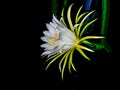 side view fresh green and white flower bloming dragon fruit hanging on branch growing on night . tropical sweet fruit in thailand Royalty Free Stock Photo