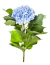 side view of fresh hydrangea flower isolated