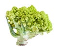 Side view of fresh romanesco broccoli isolated Royalty Free Stock Photo