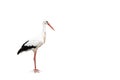 White stork isolated on white background.