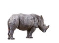 Side view full body of african rhinos isolated white background