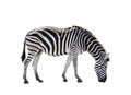 Side view full body of african zebra isolated white background Royalty Free Stock Photo