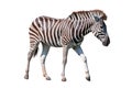 side view full body of african zebra standing isolated white background use for animals in safari theme Royalty Free Stock Photo