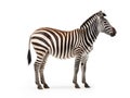 side view full body of african zebra standing isolated white background use for animals in safari theme Royalty Free Stock Photo