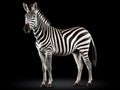 side view full body of african zebra standing isolated white background use for animals in safari theme Royalty Free Stock Photo