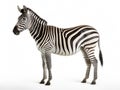 side view full body of african zebra standing isolated white background use for animals in safari theme Royalty Free Stock Photo