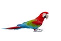 Side view full body of scarlet ,red macaw bird standing isolated white background Royalty Free Stock Photo