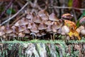 A side view of fungi growing on a tree stump in woodland, with a shallow depth of field