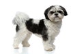 Side view of furry black and white shih tzu standing