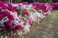 Side view of garden fence wall. Beautiful red and white bougainvillea blooming Royalty Free Stock Photo