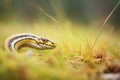 side view of garter snake entering a grassy burrow