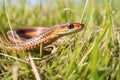 side view of garter snake slithering through grass Royalty Free Stock Photo