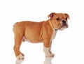 Side view of gentleman english bulldog puppy standing Royalty Free Stock Photo