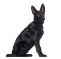 Side view of a German Shepherd Dog puppy sitting (4 months old) Royalty Free Stock Photo