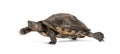 Side view of a Giant Asian pond turtle walking away, Heosemys grandis, isolated on white