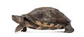 Side view of a Giant Asian pond turtle walking away, Heosemys grandis, isolated on white Royalty Free Stock Photo