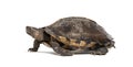 Side view of a Giant Asian pond turtle walking away, Heosemys grandis, isolated on white Royalty Free Stock Photo