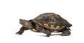 Side view of a Giant Asian pond turtle walking away, Heosemys grandis, isolated on white