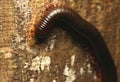 Side View of Giant Millipedes on The Tree