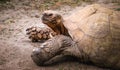 Side view of giant tortoise. Royalty Free Stock Photo