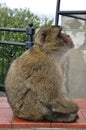 Side view Gibraltar Barbary macaque monkey sitting on wet fence and proudly looking up Royalty Free Stock Photo