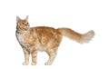 Side view of a ginger maine coon cat standing looking back away, isolated on white Royalty Free Stock Photo