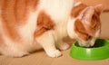 Cat eating food in bowl Royalty Free Stock Photo