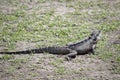 This is a side view of a Gippsland water dragon Royalty Free Stock Photo