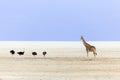 Side view of giraffe and ostriches seen in a dry dusty area during a hot sunny afternoon