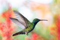 Side view of a glittering Black-throated Mango hummingbird hovering in natural sunlight and a colorfully blurred background Royalty Free Stock Photo