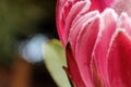 Side view of a glorious colorful flower protea goddess with a background