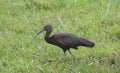 side view of glossy ibis foraging for food in the wild swamps of amboseli national park, kenya Royalty Free Stock Photo