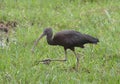 side view of glossy ibis wading looking for food in the wild swamps of amboseli national park, kenya Royalty Free Stock Photo