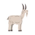 Side View of Goat Farm Animal, Livestock Cartoon Vector Illustration Royalty Free Stock Photo