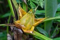 Side view of Golden Lotus or Dwarf Banana also known as Musella lasiocarpa Royalty Free Stock Photo