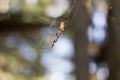 Side view of a Golden Orb Spider Royalty Free Stock Photo