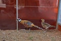 Side View Of Golden Pheasant In Cage. Royalty Free Stock Photo