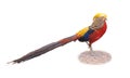 Side view of Golden pheasant