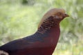 this is a side view of a golden pheasant Royalty Free Stock Photo