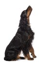 Side view of Gordon Setter, 1 year old, sitting
