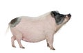 Side view of Gottingen minipig standing, studio sh Royalty Free Stock Photo