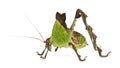Side view of Grasshopper, standing Royalty Free Stock Photo